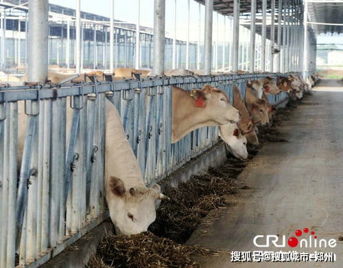 商丘市柘城县 畜牧业养出致富新希望
