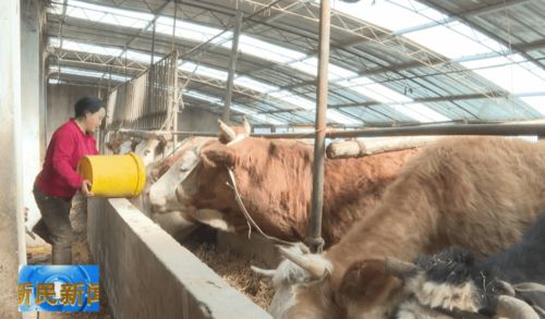 辽育白牛 我市肉牛养殖的“明星”与发展新引擎
