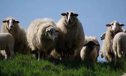 中国39种顶级羊肉 你了解多少种？
