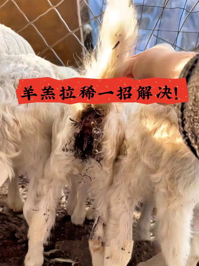 羊羔拉稀喂它一口就好.#三农养殖#畜牧养殖抖#抖音助农#服务