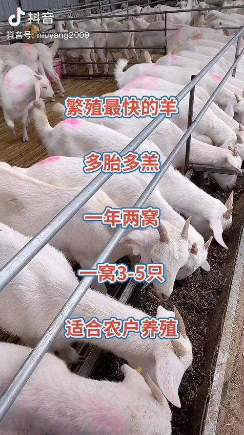 菏泽中敖畜牧 深耕大型肉牛与肉羊养殖，助力现代畜牧业高质量发展